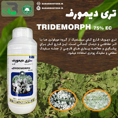 تری دیمورف