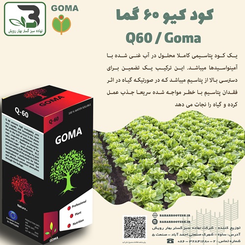 کیو 60 گما (سبزفام فیروزکوه)