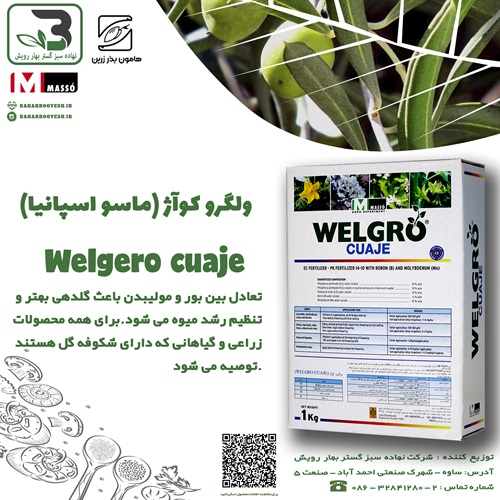 کود ولگرو کوآژ Welgero cuaje(ماسو اسپانیا)
