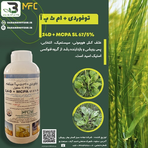 توفوردی + ام ث پ آ (مشکفام)